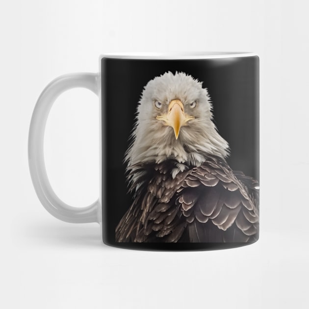 Bald Eagle portrait "mean mug" by Todd Graven Photography 